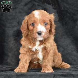 Clifford, Cavapoo Puppy